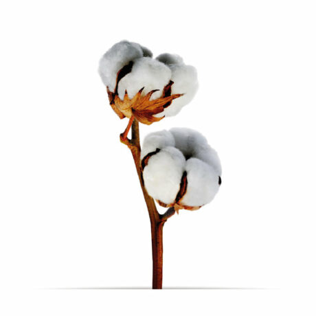fleur-coton