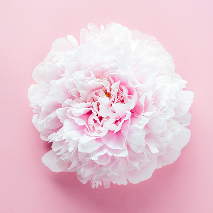 Flower of pink peony on pink background