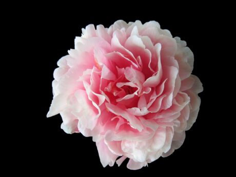 camellia-or-peony-1248841