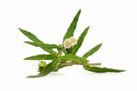 Eclipta-Alba-Extract-Eclipta-alba-scaled