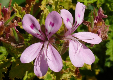 Rose geranium eterično ulje