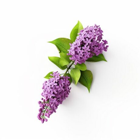 beautiful-lilac-flower-white-background-images-generative-ai_880278-6796